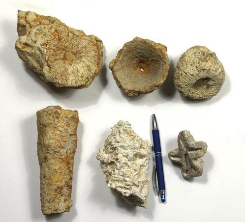 Een uitgebreide collectie fascinerende fossiele sponsen -, Verzamelen, Mineralen en Fossielen