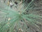 Blauw gras Festuca  glauca P9   schapengras, Tuin en Terras, Planten | Tuinplanten, Ophalen of Verzenden, Vaste plant, Volle zon
