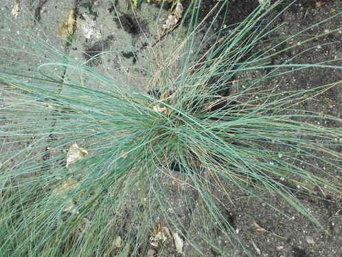 Blauw gras Festuca  glauca P9   schapengras, Tuin en Terras, Planten | Tuinplanten, Vaste plant, Volle zon, Ophalen of Verzenden