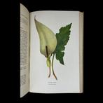 Rev. C. A. Johns - Flowers Of The Field - 1923, Antiek en Kunst