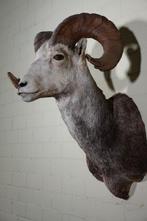 Bighorn Sheep Taxidermie wandmontage - Ovis canadensis - 55, Nieuw