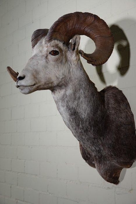 Bighorn Sheep Taxidermie wandmontage - Ovis canadensis - 55, Verzamelen, Dierenverzamelingen