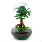 DIY terrarium - Egg XL Bonsai -  30 cm, Verzenden