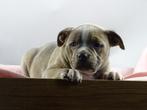 Old English Bulldog pups! | Mogen mee! | Hartelijk Welkom., Parvo, Nederland, 8 tot 15 weken, Bulldog
