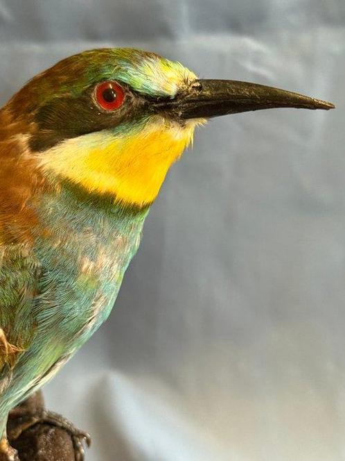 Bijeneter Taxidermie volledige montage - Merops apiaster, Verzamelen, Dierenverzamelingen