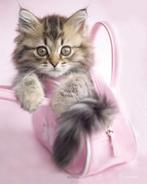 Poster Rachael Hale Minnie 40x50cm, Verzamelen, Verzenden, Nieuw, A1 t/m A3