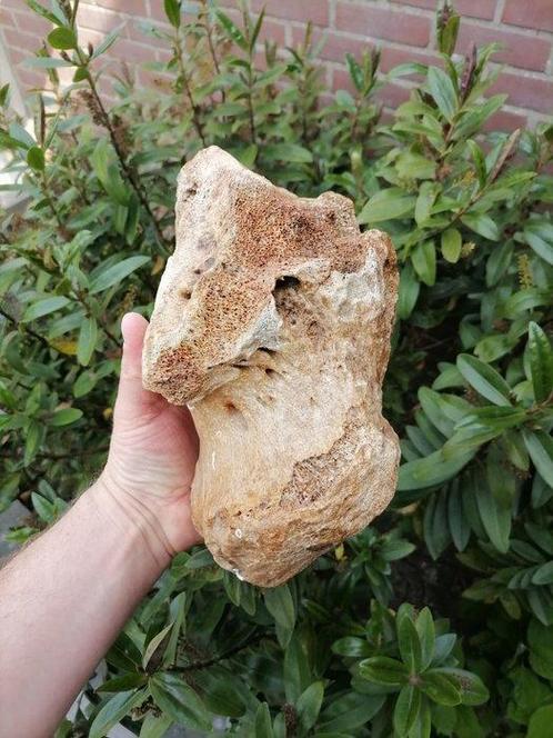 Wolharige mammoet - Fossiel bot - Mammuthus primigenius, Verzamelen, Mineralen en Fossielen