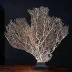 Gigantische Witte Gorgonia - Venus Waaiervorm - Gorgonia, Nieuw