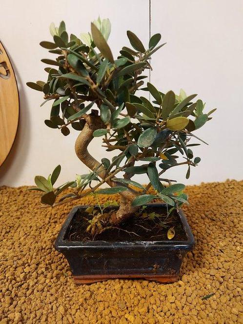 Olijf bonsai (Olea europaea) - Hoogte (boom): 24 cm - Diepte, Antiek en Kunst, Curiosa en Brocante