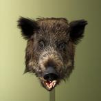 Wild Zwijn Middel Taxidermie Opgezette Dieren By Max, Verzamelen, Ophalen of Verzenden, Nieuw, Wild dier, Opgezet dier