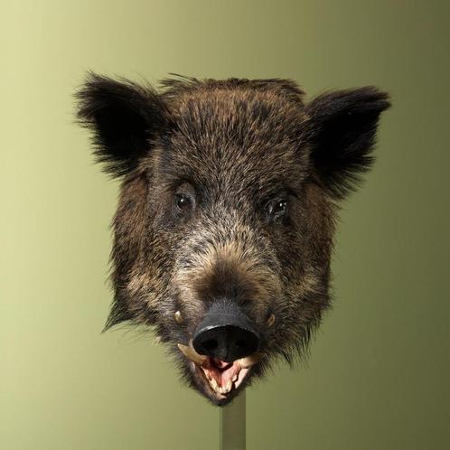 Wild Zwijn Middel Taxidermie Opgezette Dieren By Max, Verzamelen, Dierenverzamelingen, Opgezet dier, Nieuw, Wild dier, Ophalen of Verzenden