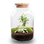 Planten terrarium - Little Milky + Led lamp  25 cm, Verzenden