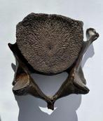 Wolharige mammoet - Fossiel wervelbot - 25 cm - 18 cm, Verzamelen