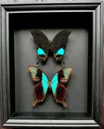 Vlinder Taxidermie volledige montage - Duo de 2 Papilio, Verzamelen, Dierenverzamelingen, Nieuw