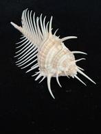 Zeeslak Zeeschelp - S-114 MUREX PECTEN (Zonder minimumprijs), Nieuw