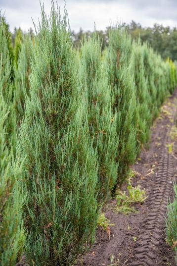 Juniperus scopulorum Blue Arrow 200-225 CM Kluit beschikbaar voor biedingen
