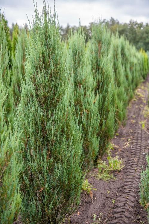 Juniperus scopulorum Blue Arrow 200-225 CM Kluit, Tuin en Terras, Planten | Struiken en Hagen, Conifeer, Struik, 100 tot 250 cm