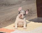 Prachtige Franse bulldog pups zoeken een goed huis, Dieren en Toebehoren, 15 weken tot 1 jaar, Buitenland, Parvo, Bulldog