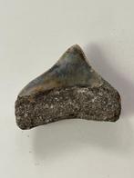 Megalodonteen van 4,3 cm - Fossiele tand - Carcharocles, Nieuw