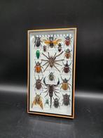 Lijst- met exotische echte insecten - Glas, Hout, Antiek en Kunst