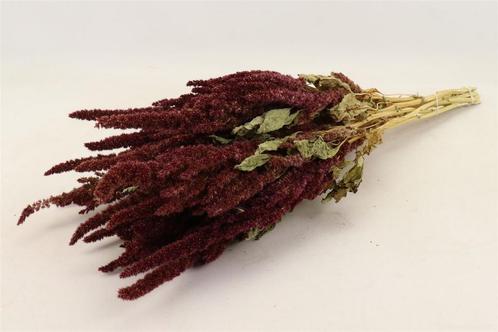 Amaranthus natural red bunch sleeved rode kattenstaart in, Hobby en Vrije tijd, Knutselen, Nieuw, Ophalen of Verzenden