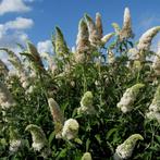Buddleja davidii White Profusion - 40-60 cm, Ophalen of Verzenden