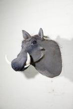 Large African Warthog Schedel - Phacochoerus africanus - 52, Nieuw