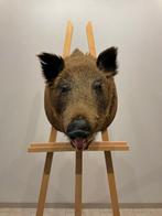 Wild zwijn Taxidermie volledige montage - SUS scrofa +- - 50