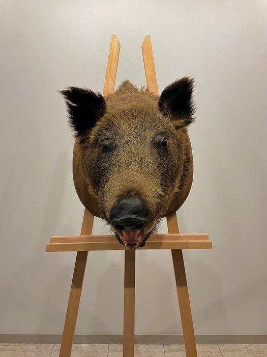 Wild zwijn Taxidermie volledige montage - SUS scrofa +- - 50, Antiek en Kunst, Curiosa en Brocante