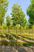 Tilia tomentosa hoogstam 18/20