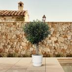 Olea Europaea Lorc | 180cm - Ø50cm, Verzenden