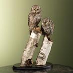 Ruigpootuil Koppel Taxidermie Opgezette Dieren By Max, Ophalen of Verzenden, Nieuw, Vogel, Opgezet dier
