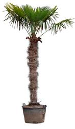 Chinese waaierpalm 210 cm stamhoogte Trachycarpus Fortunei 3, Verzenden