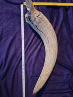 Auerochse - Fossiel bot - bos primigenius - 25 cm - 55 cm, Verzamelen