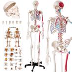 Menselijk skelet model 180cm met spier- en botmarkering - wi, Nieuw, Verzenden