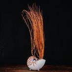Een moderne Wunderkammer - Taxidermie volledige montage -, Nieuw