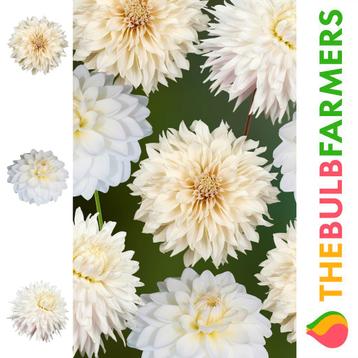 The Bulb Farmers - 9 x Dahlia pakket  Bright n White