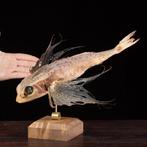 Cabinet de Curiosités – Wunderkammer-stijl taxidermie
