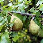 Pyrus communis ‘Triomphe de Vienne’ + pot 23cm, Verzenden, Volle zon