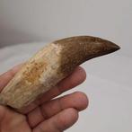 Walvis - Fossiele tand - basilosaurus Dorudon atrox - 11.5