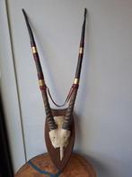 Gemsbok Schedel - Oryx gazella - 110 cm - 39 cm - 20 cm-, Nieuw