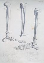 Italian school - Anatomical Study Drawing – Pen, Ink and