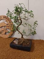 Chinese peper bonsai (Zanthoxylum) - Hoogte (boom): 45 cm -