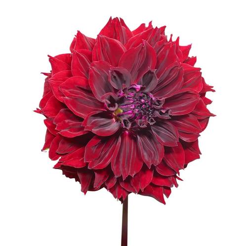 Bloembollen - 14 x Dahlia Dark Fubuki - paars, Tuin en Terras, Bloembollen en Zaden, Bloembol, Voorjaar, Volle zon, Verzenden