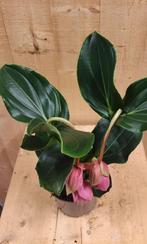 Trosbloem roze Medinilla Magnifica 2 stelen 2 bloemen kamerp, Huis en Inrichting, Kamerplanten, Verzenden