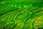 Viet Ha Tran - Rice field in Sa Pa