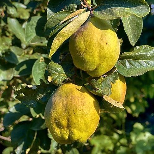 Cydonia oblonga Vranja + pot 23cm, Tuin en Terras, Planten | Fruitbomen, Volle zon, Verzenden