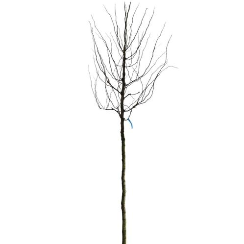 Valse Christusdoorn - Gleditsia triacanthos ‘Sunburst’ - Omt, Tuin en Terras, Planten | Bomen, Ophalen of Verzenden
