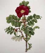 Ellen Ann Willmott; Alfred Parsons (b. 1847) - 4 large folio, Antiek en Kunst, Curiosa en Brocante