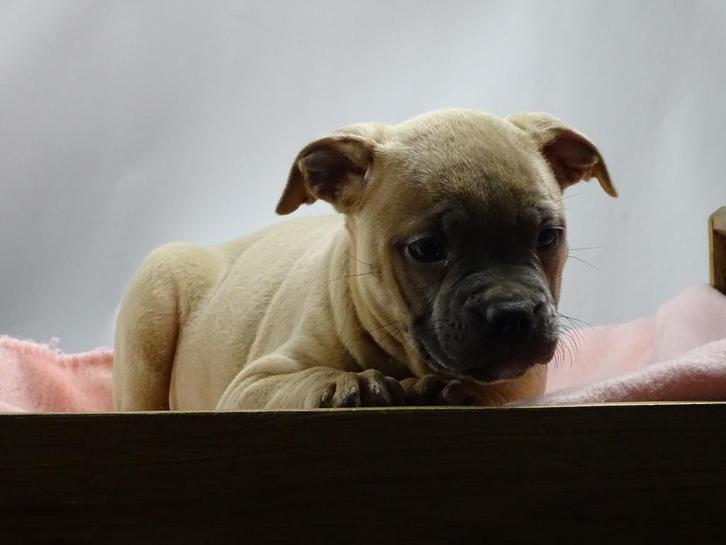 Old English Bulldog pups!  | Hartelijk Welkom.!, Dieren en Toebehoren, Honden | Bulldogs, Pinschers en Molossers, Meerdere, Meerdere dieren